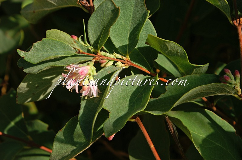 Symphoricarpos rotundifolius