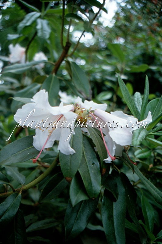 Rhododendron maddenii subsp. maddenii