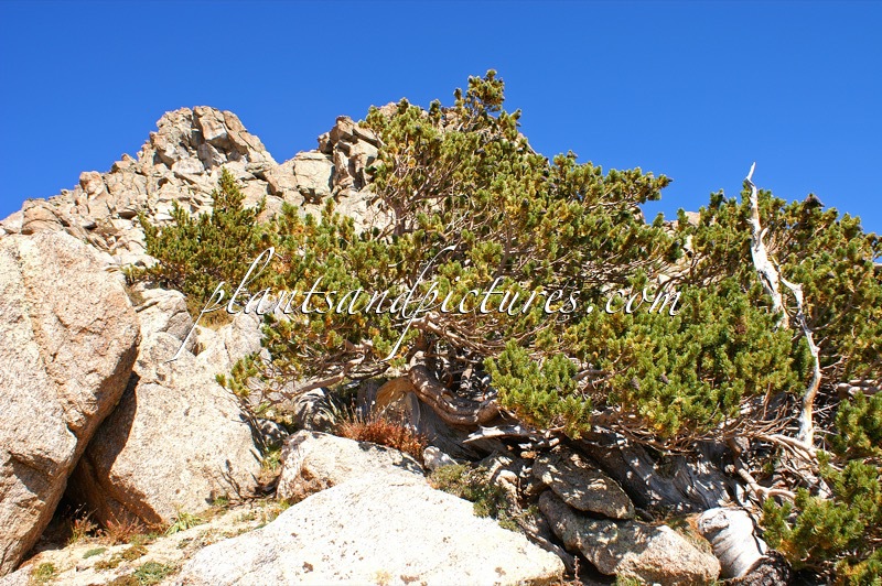 Pinus aristata