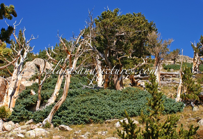 Pinus aristata (+Picea engelmannii)