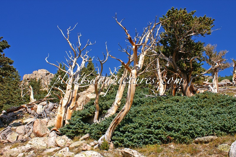Picea engelmannii (+Pinus aristata)