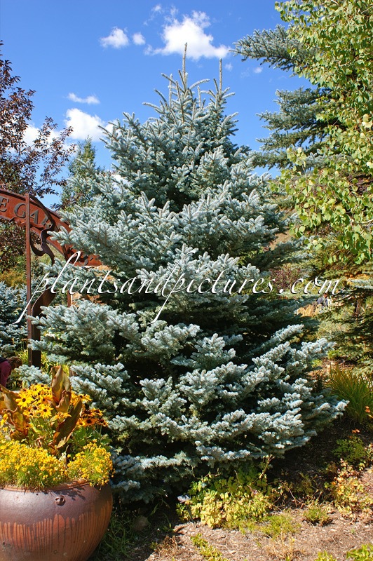 Picea pungens ‘Montgomery’