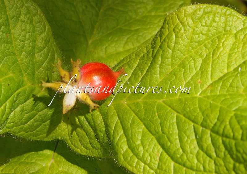 Triosteum himalayanum