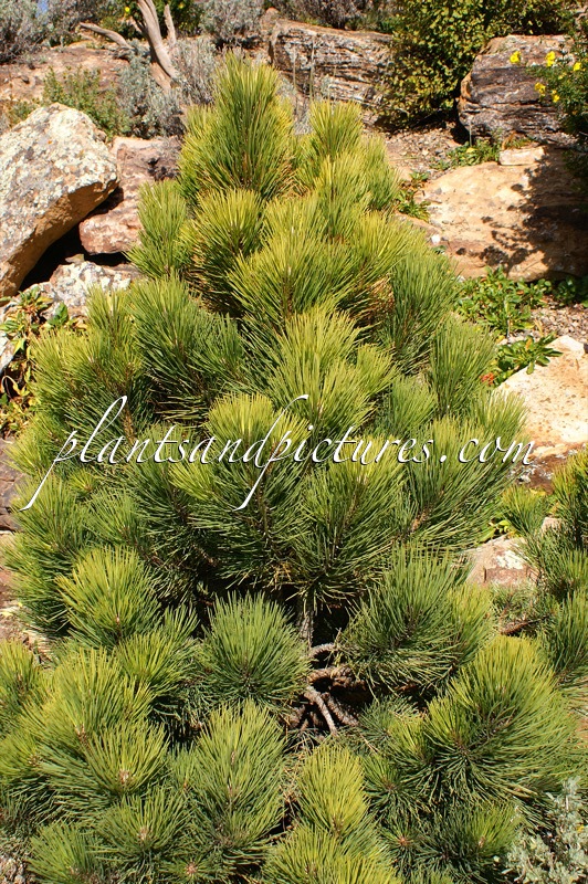 Pinus ponderosa ‘Van Bibber’