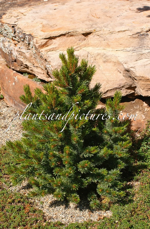 Pinus aristata ‘Little Scamp’