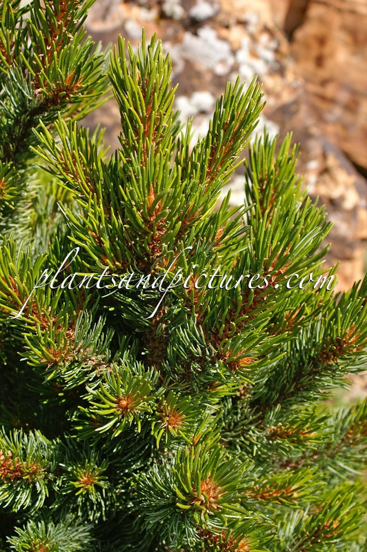 Pinus aristata ‘Little Scamp’