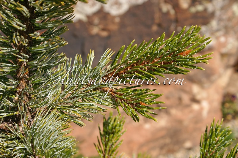 Pinus aristata ‘Gerald Ford’