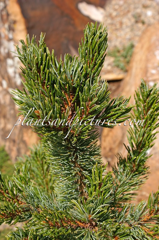 Pinus aristata ‘Helen Fritch’