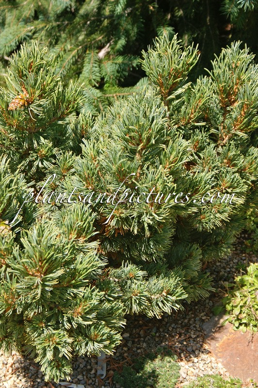 Pinus flexilis ‘Smile’