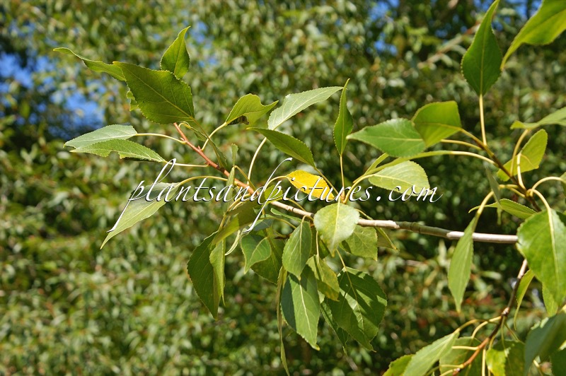 Populus acuminata