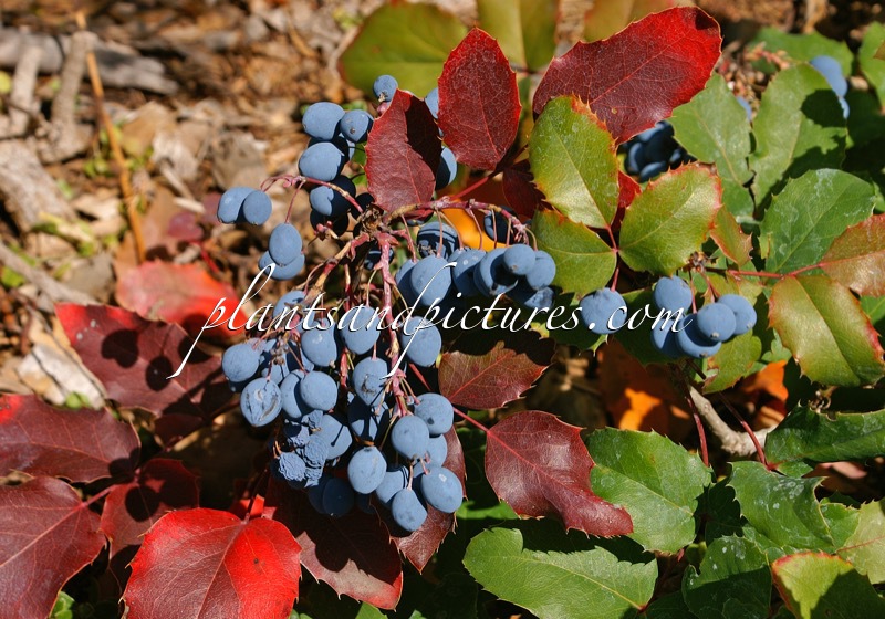 Mahonia repens