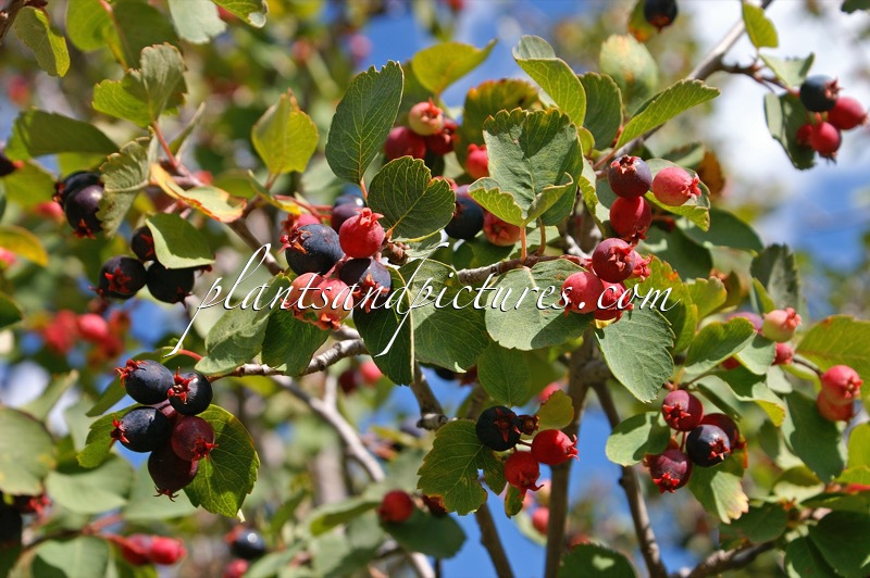 Amelanchier alnifolia