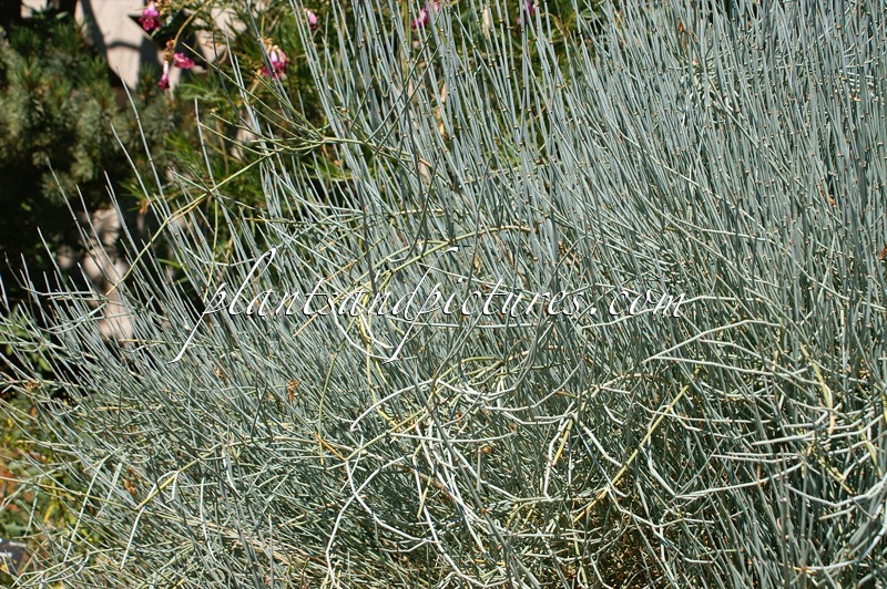 Ephedra equisetina