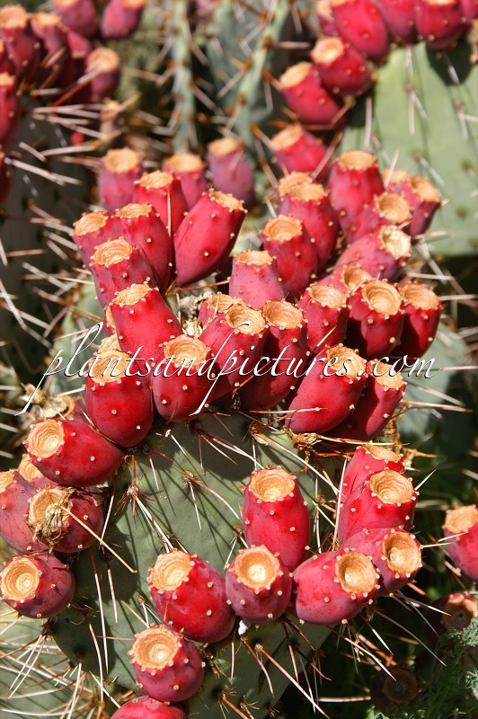 Opuntia phaeacantha