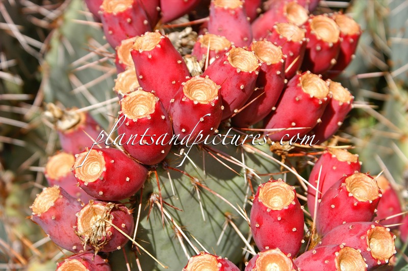 Opuntia phaeacantha