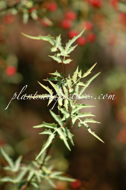 Mahonia haematocarpa