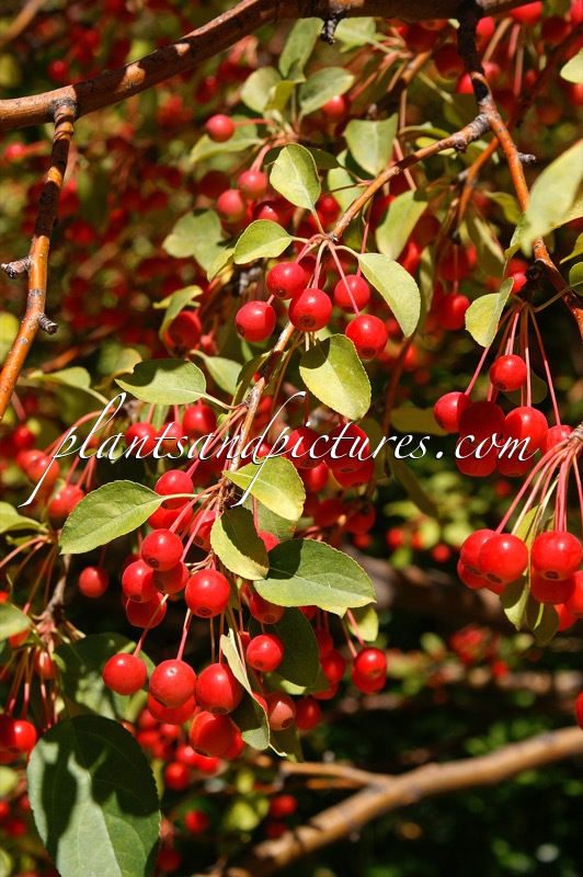 Malus ‘Donald Wyman’