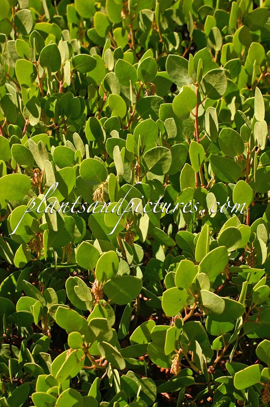 Arctostaphylos patula