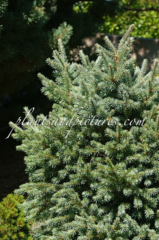 Pseudotsuga menziesii ‘Vail’