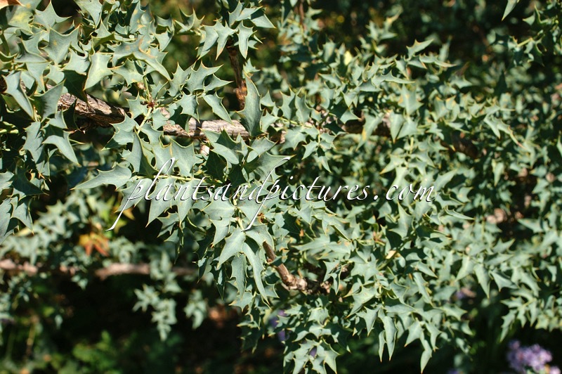 Mahonia fremontii