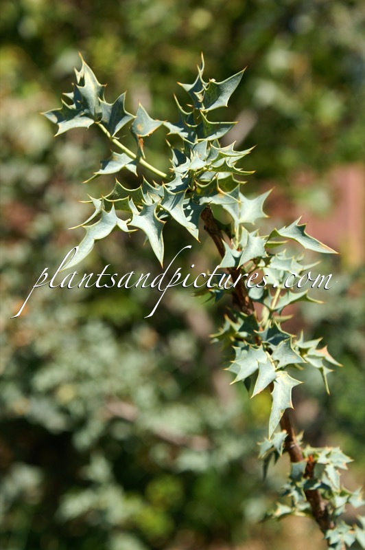 Mahonia fremontii