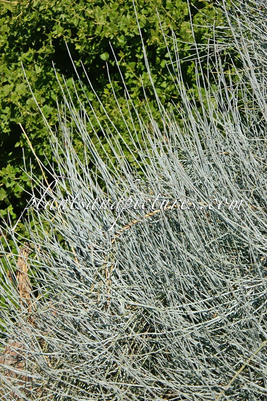 Ephedra ciliata