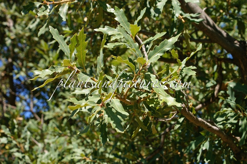 Quercus pauciloba
