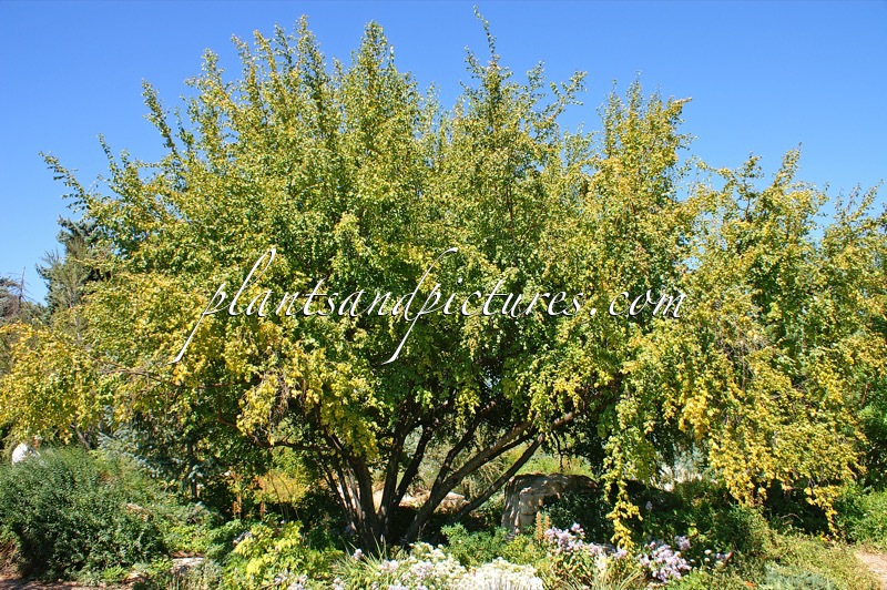 Betula occidentalis