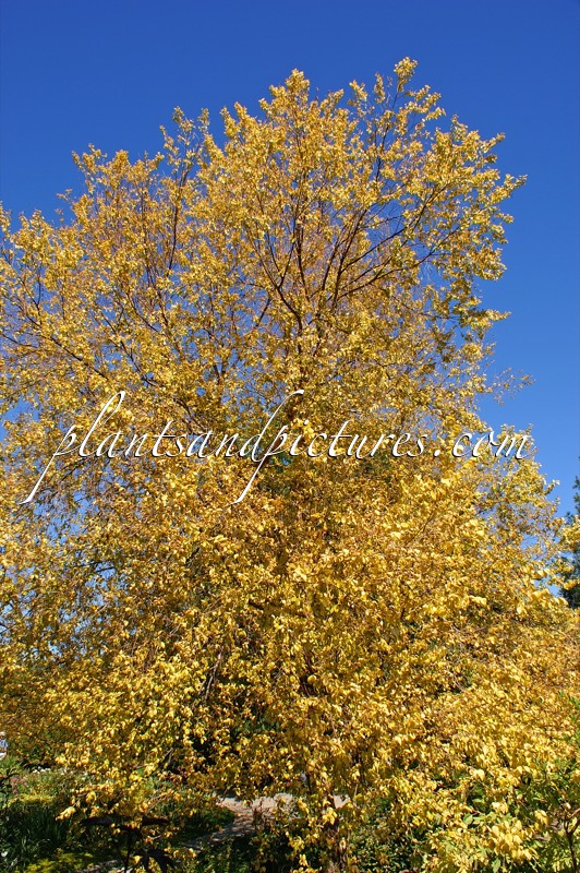 Betula nigra ‘Heritage’