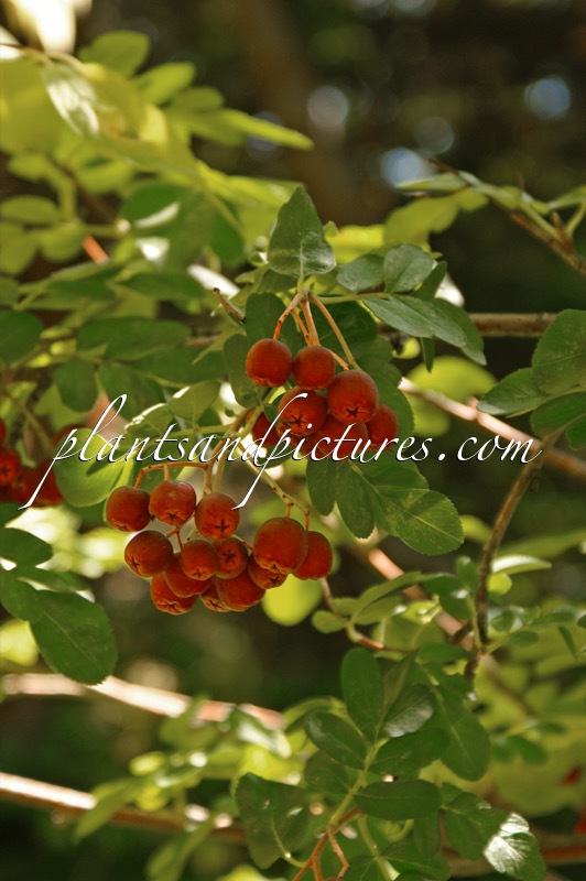 Sorbaronia fallax ‘Ivan’s Beauty