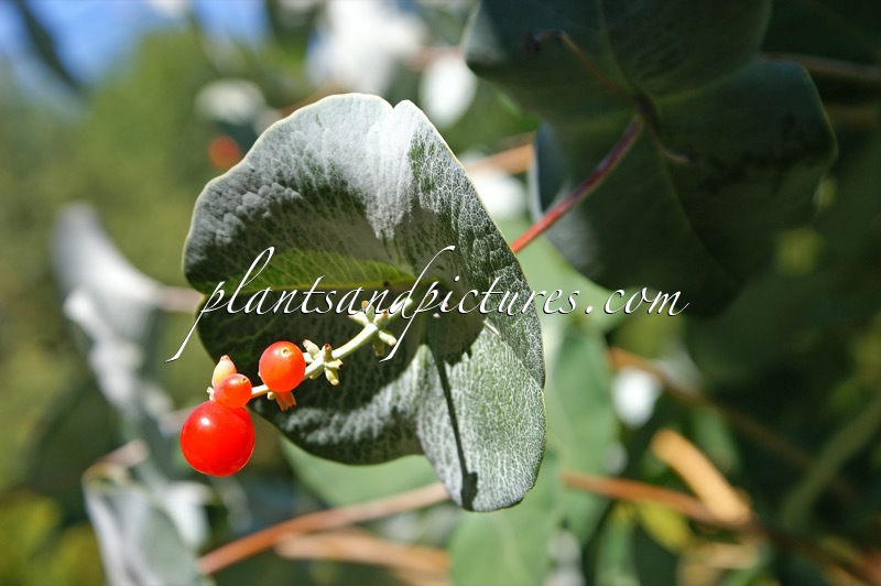 Lonicera reticulata ‘Kintzley’s Ghost’