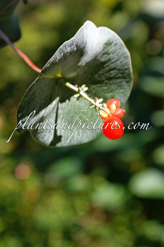 Lonicera reticulata ‘Kintzley’s Ghost’