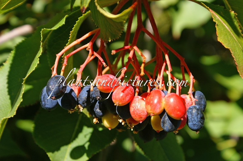 Viburnum lentago