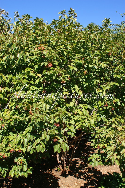 Viburnum lentago