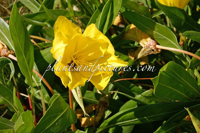 Oenothera macrocarpa