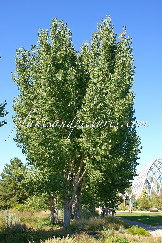 Populus deltoides subsp. monilifera