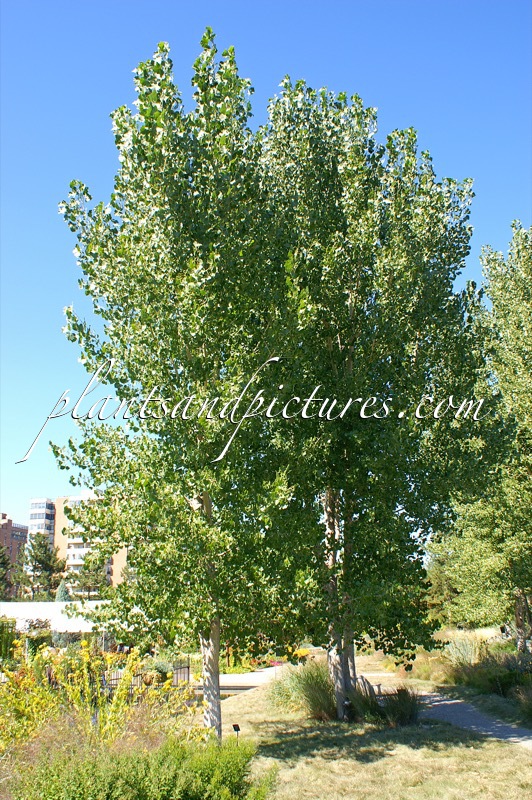 Populus deltoides ‘Jeronimus’