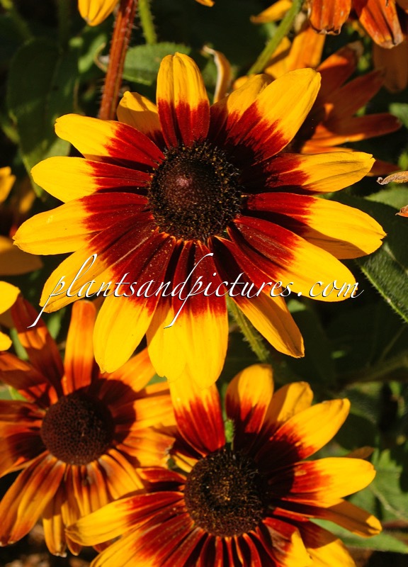 Rudbeckia ‘Denver Daisy’