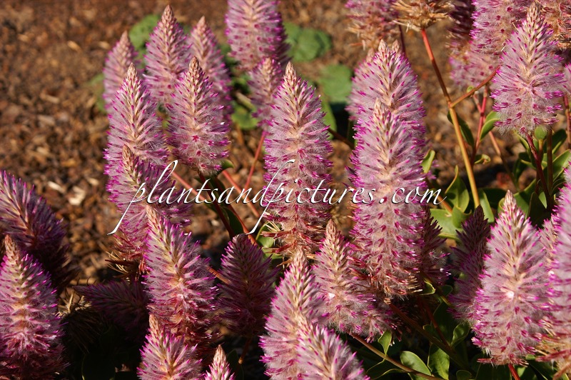 Ptilotus exaltatus ‘Joey’