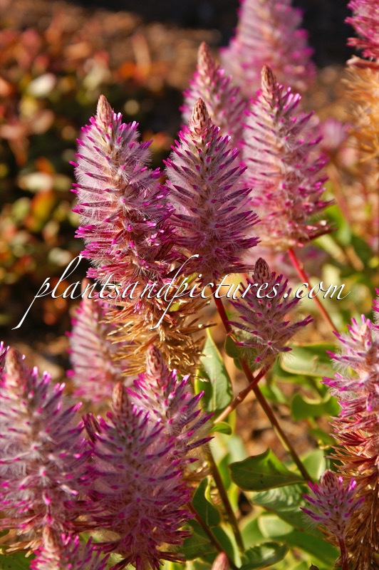 Ptilotus exaltatus ‘Joey’
