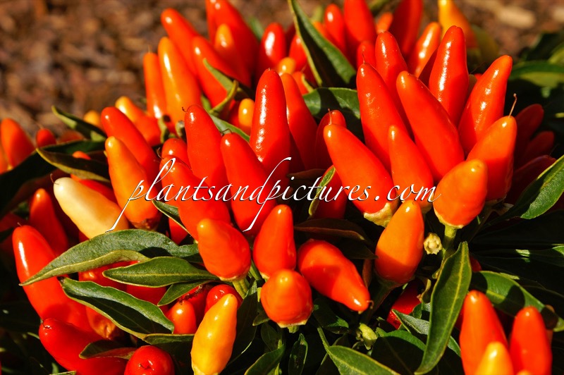 Capsicum annuum ‘Explosive Blast’