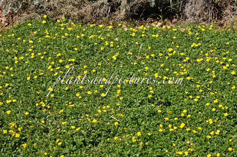 Potentilla neumanniana