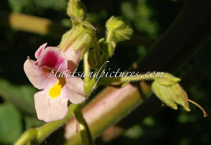 Proboscidea louisianica