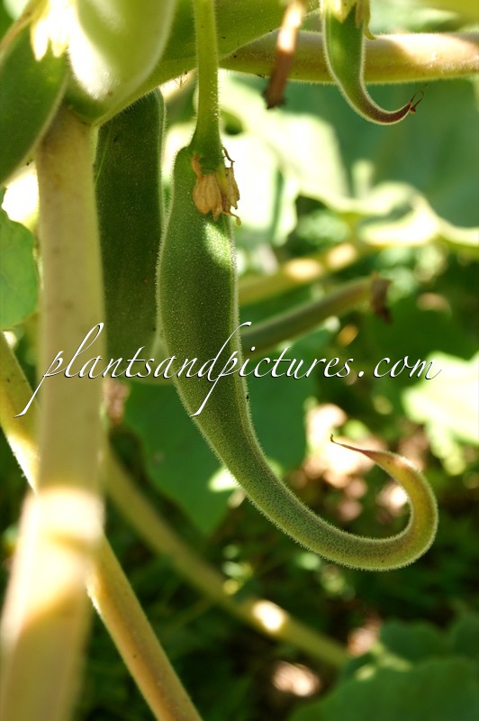 Proboscidea louisianica