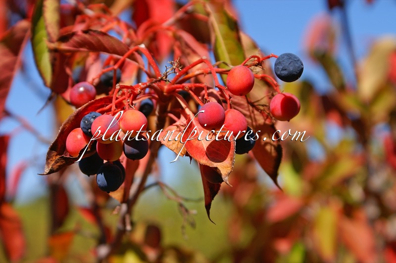 Viburnum prunifolium