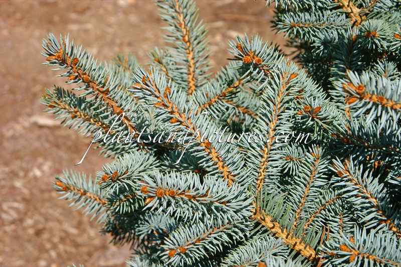 Picea pungens ‘Montgomery’