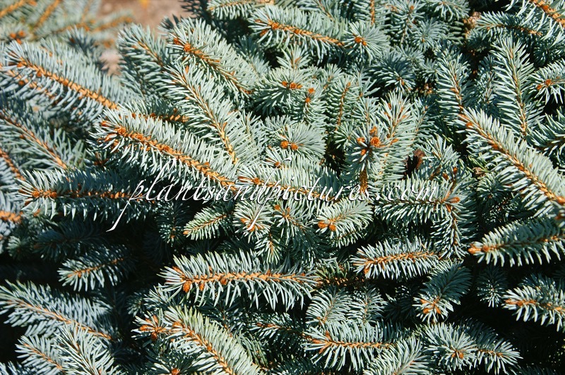 Picea pungens ‘Montgomery’