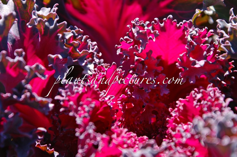 Brassica oleracea ‘Red Chidon’