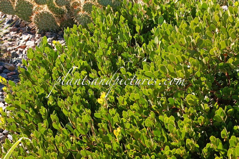 Arctostaphylos ‘Arroyo Cascade’