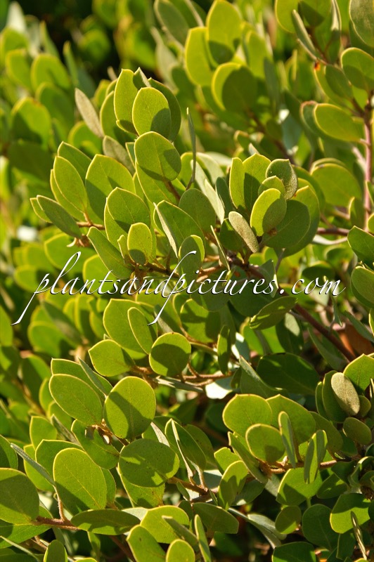 Arctostaphylos ‘Arroyo Cascade’